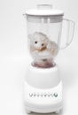 Teddy bear in electric blender Royalty Free Stock Photo