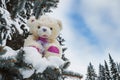 Teddy bear in a forest winter