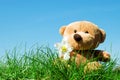 Teddy bear on grass Royalty Free Stock Photo