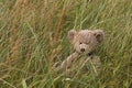 Teddy Bear in grass Royalty Free Stock Photo