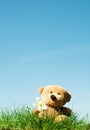 Teddy bear on grass Royalty Free Stock Photo