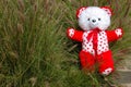 Teddy bear in green grass Royalty Free Stock Photo