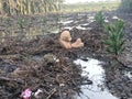 Teddy bear on the ground. A tool to scare monkeys from disturbing sprouting palm oil trees