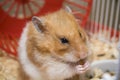 Teddy bear hamster eating Royalty Free Stock Photo