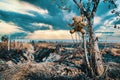 Teddy bear hanging on a burning tree Combustion in a wide field, forest fires resulting,the consequences of PM2.5 poisoning. Bush