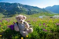 Teddy bear hiking