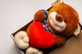 Teddy Bear Holding a Heart inside the box on white background Royalty Free Stock Photo