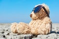 Teddy bear in landscape with dry cracked ground Royalty Free Stock Photo