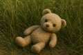 A teddy bear lies on the grass among green stems. Royalty Free Stock Photo