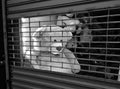 Teddy bear longing for freedom from behind a gated store window. Royalty Free Stock Photo