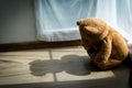 The teddy bear looks sad and disappointed in the corner of the room with soft sunlight passing through. Dolls with depression or m