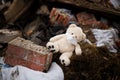 Teddy bear in a medical mask lies in the trash