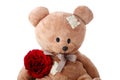 Teddy bear and red rose Royalty Free Stock Photo