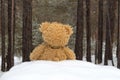 Teddy bear in winter forest Royalty Free Stock Photo