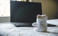 Teddy bear sitting in front of laptop computer device. Still Life. Child using digital technology. Conceptual background concept. Royalty Free Stock Photo