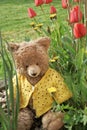 Teddy bear sitting in garden with red tulips and Dandelions