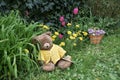 Teddy bear sitting in garden relaxing Tulips, a basket and yellow flowers