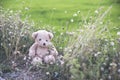 Teddy bear sitting on green grass Royalty Free Stock Photo