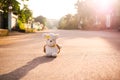 Teddy bear sitting on middle road with over light day and blur home.