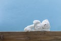 Teddy bear sleep ,on old wood and blue wall background. Royalty Free Stock Photo