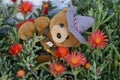 Teddy bear toy left on Malephora crocea red and orange succulent ice plant Royalty Free Stock Photo