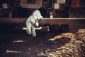 Teddy bear on a truck towing equipment Royalty Free Stock Photo