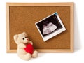 Teddy bear with ultrasound photo on notice board Royalty Free Stock Photo