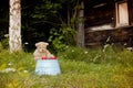 Teddy bear waiting with tea for two