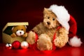 Teddy Bear Wearing a Christmas Hat and a Toy Bear Peeking Out of Royalty Free Stock Photo