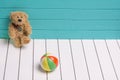 Teddy bear on a white wooden floor in blue-green background playing with ball Royalty Free Stock Photo