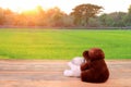 The teddy bear on wooden and rice fields background