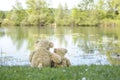 Teddy bears at the lake