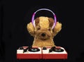 Teddy dog djing on turntables with headphones