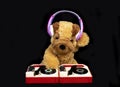 Teddy dog djing on turntables with headphones