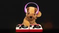 Teddy dog moving djing on turntables with headphones