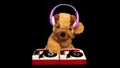 Teddy dog moving djing on turntables with headphones