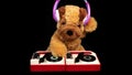 Teddy dog moving djing on turntables with headphones