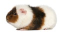 Teddy guinea pig, 9 months old Royalty Free Stock Photo
