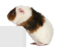 Teddy guinea pig, 9 months old, climbing on box Royalty Free Stock Photo