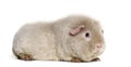 Teddy Guinea Pig, against white background Royalty Free Stock Photo