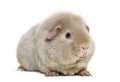 Teddy Guinea Pig, against white background Royalty Free Stock Photo