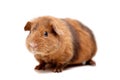 Teddy guinea pig