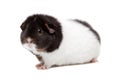 Teddy guinea pig Royalty Free Stock Photo