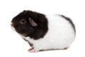 Teddy guinea pig Royalty Free Stock Photo