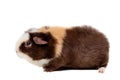 Teddy guinea pig Royalty Free Stock Photo