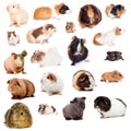 Teddy guinea pig Royalty Free Stock Photo