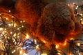 Teddy puppy lying on fairy lights with warm colours.