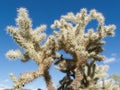 Teddybear Cholla cactus Cylindropuntia bigelovii Royalty Free Stock Photo