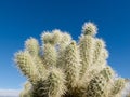 Teddybear Cholla cactus Cylindropuntia bigelovii Royalty Free Stock Photo