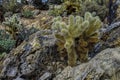 Teddybear cholla cactus